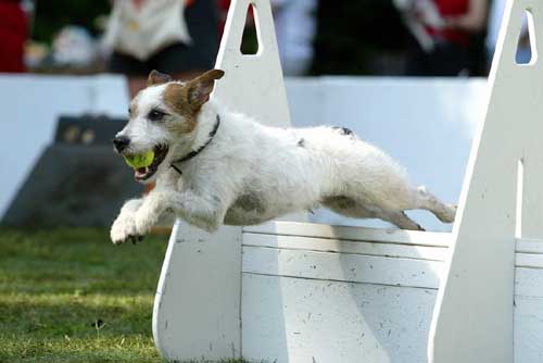 Flyball shops jack rus